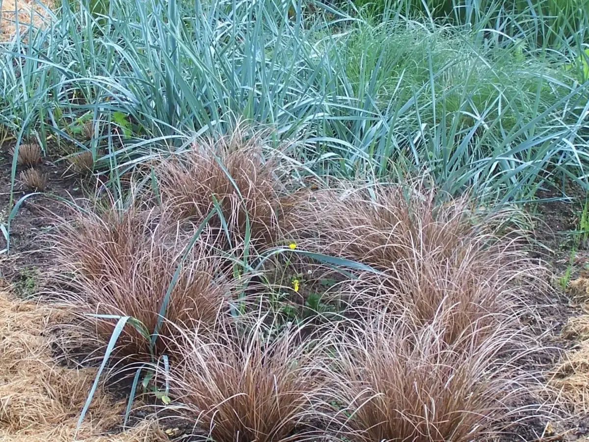 Carex buchananii associé à des blés bleus dans le massif des Graminées