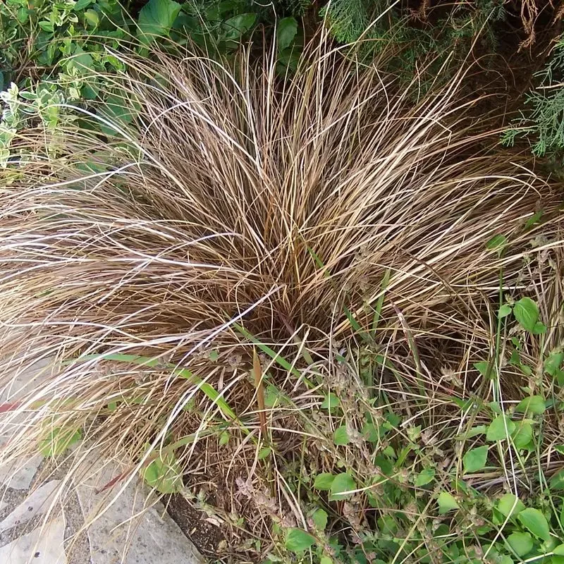Carex buchananii
