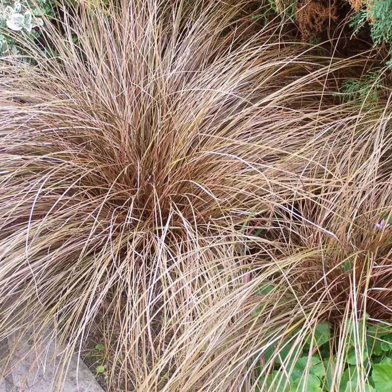 Carex buchananii