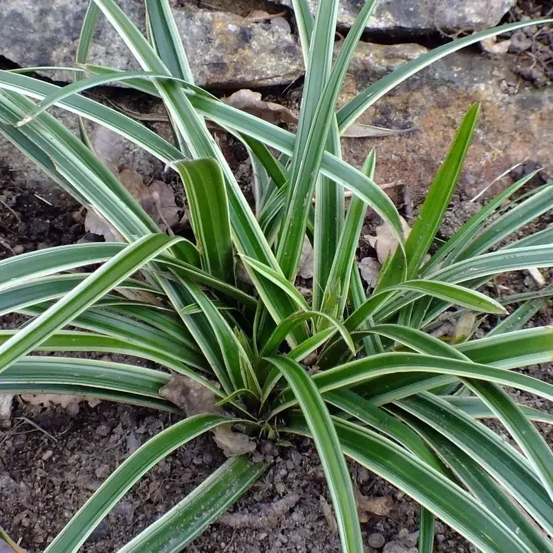 Carex morrowii &lsquo;Ice Dance&rsquo;