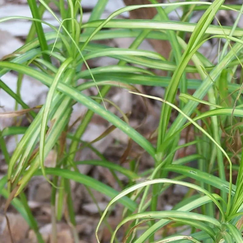 Carex muskingumensis &lsquo;Silberstreif&rsquo;
