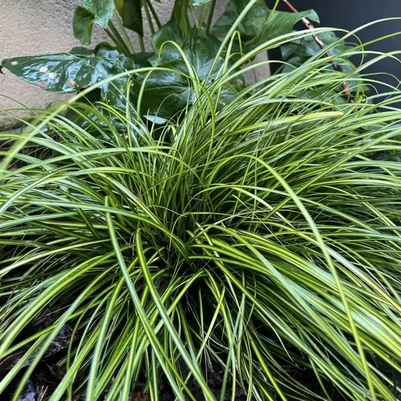Carex oshimensis &lsquo;Evergold&rsquo;