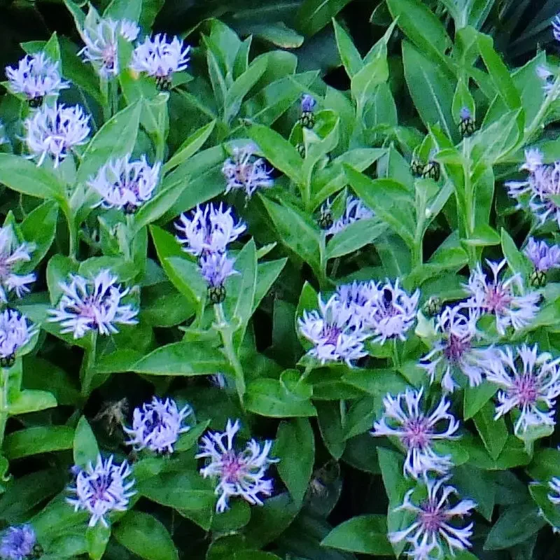 Centaurea montana – Bleuet des montagnes