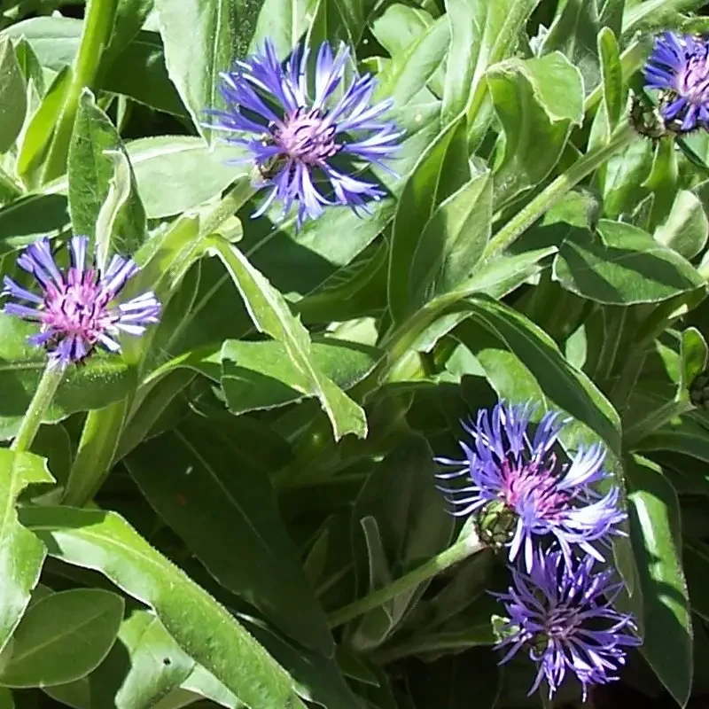 Centaurea montana – Bleuet des montagnes