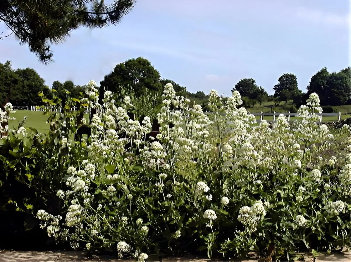Centranthus ruber 'Albus'
