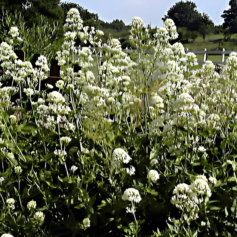 Centranthus ruber &lsquo;Albus&rsquo; – Valériane blanche