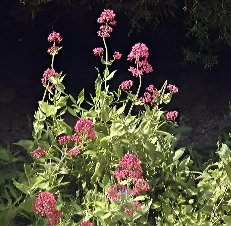 Centranthus ruber – Valériane rose