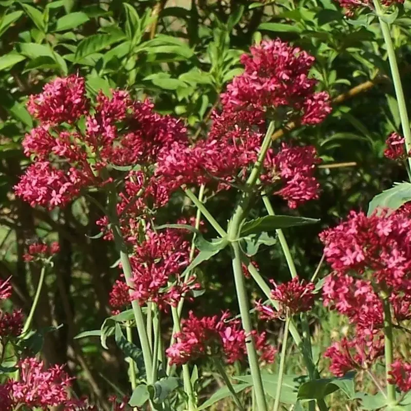 Centranthus ruber &lsquo;Coccineus&rsquo; – Valériane rouge