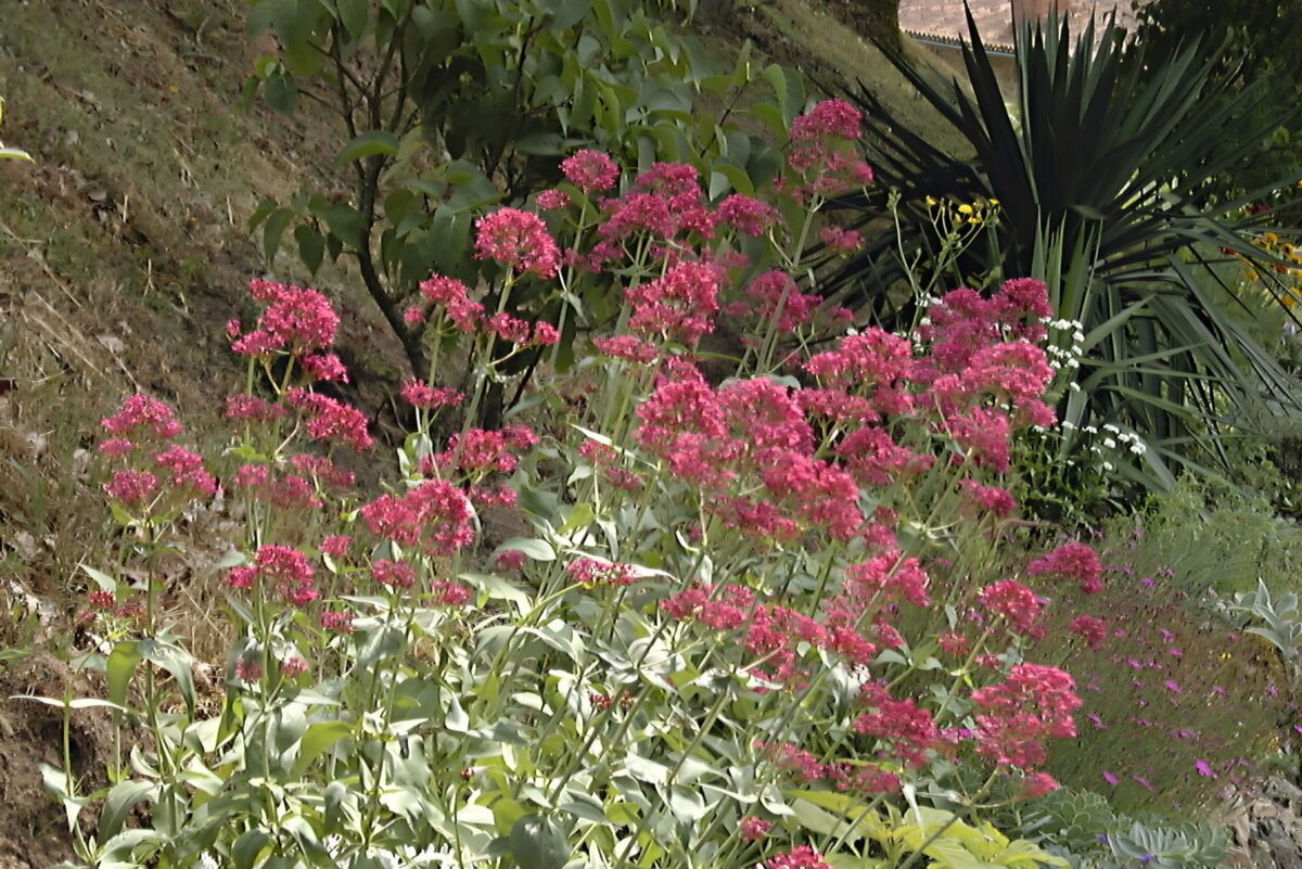 Centranthus ruber dans le grand talus