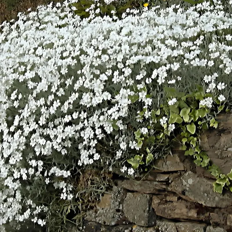 Cerastium tomentosum – céraiste tomenteux