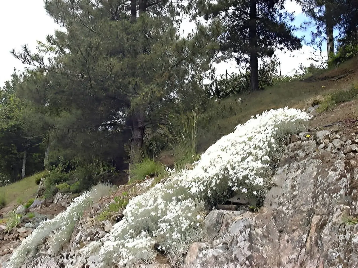 Cerastium tomentosum sur les rochers dans la grande rocaille