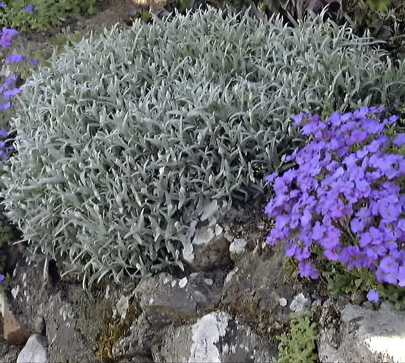 Cerastium tomentosum – céraiste tomenteux