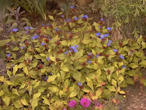 Ceratostigma-plumbaginoides