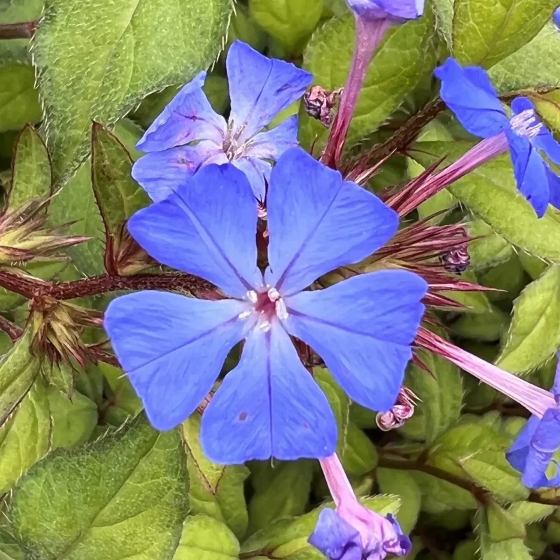Ceratostigma plumbaginoides – Dentelaire