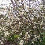 Chaenomeles japonica blanc