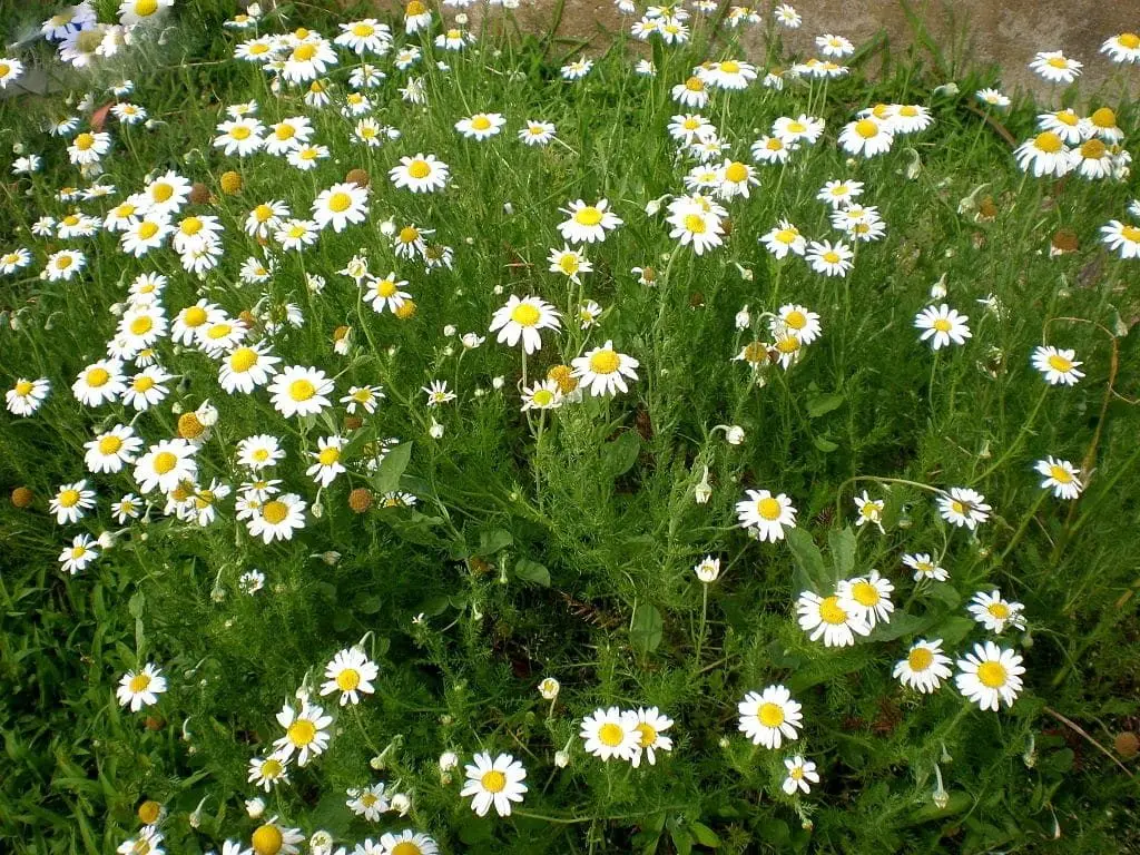 Chamaemelum nobile dans le Coin des Herbes