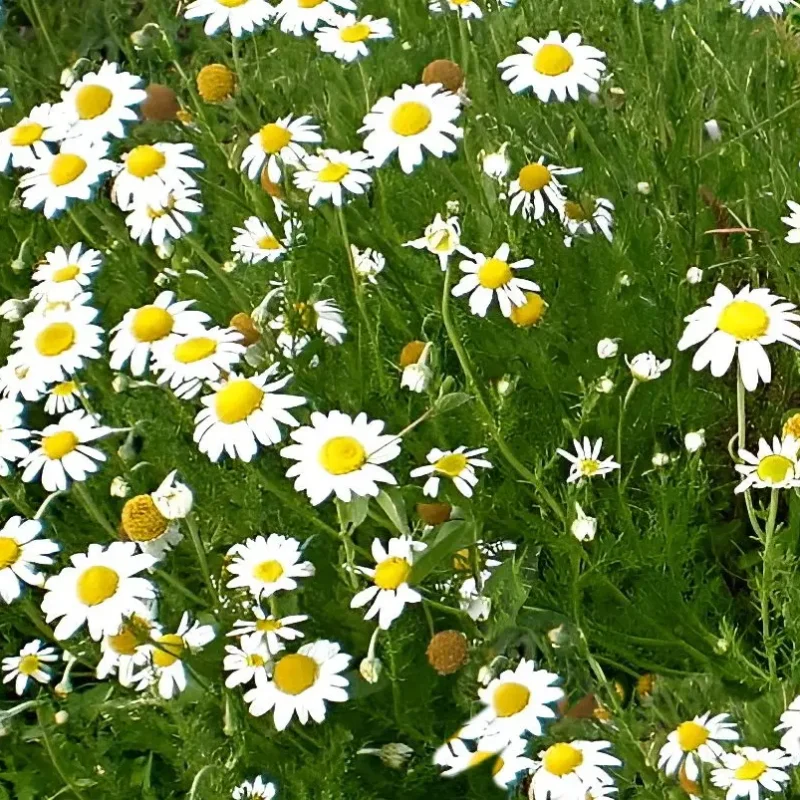 Chamaemelum nobile – camomille romaine