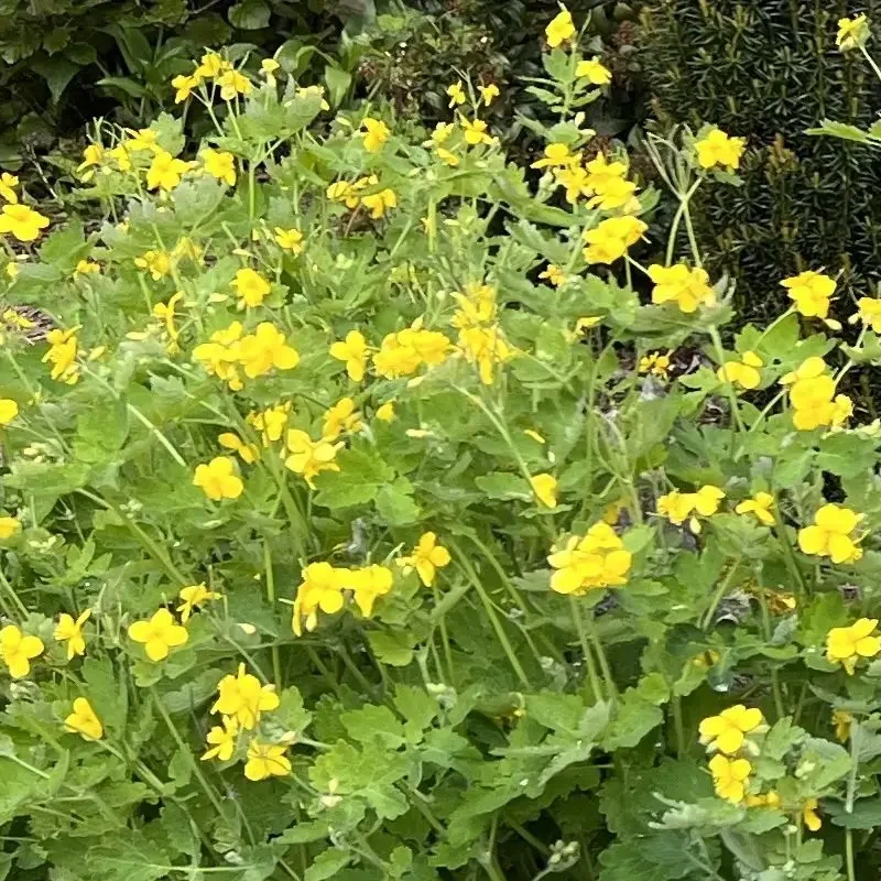 Chelidonium majus – Grande chélidoine