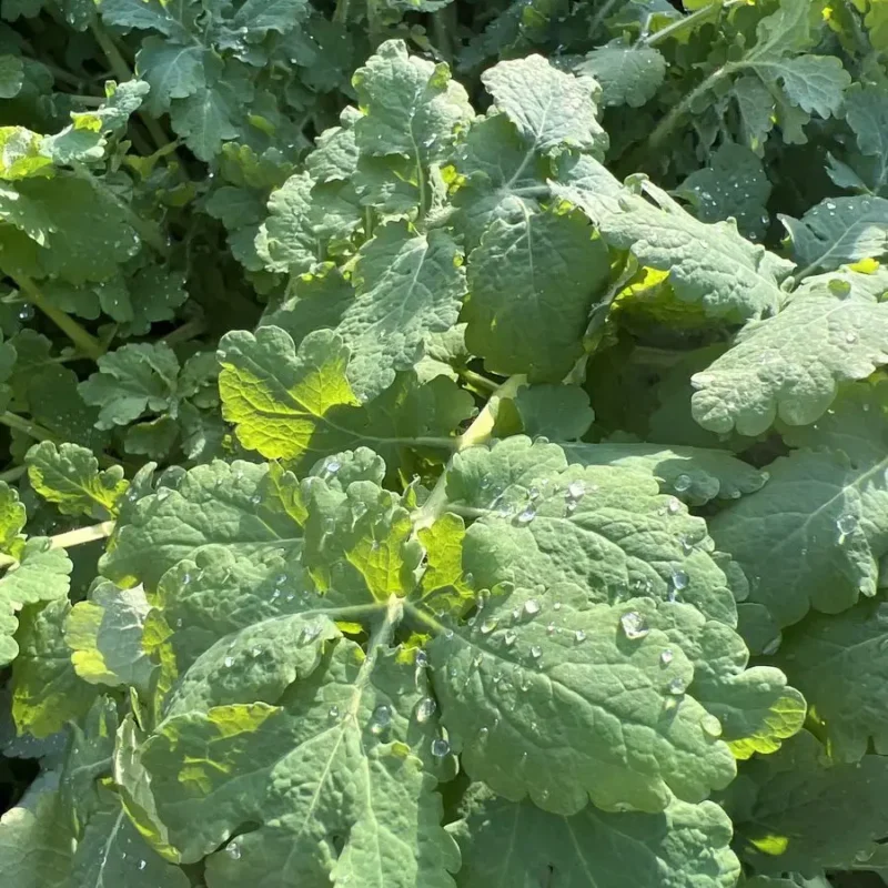 Chelidonium majus – Grande chélidoine