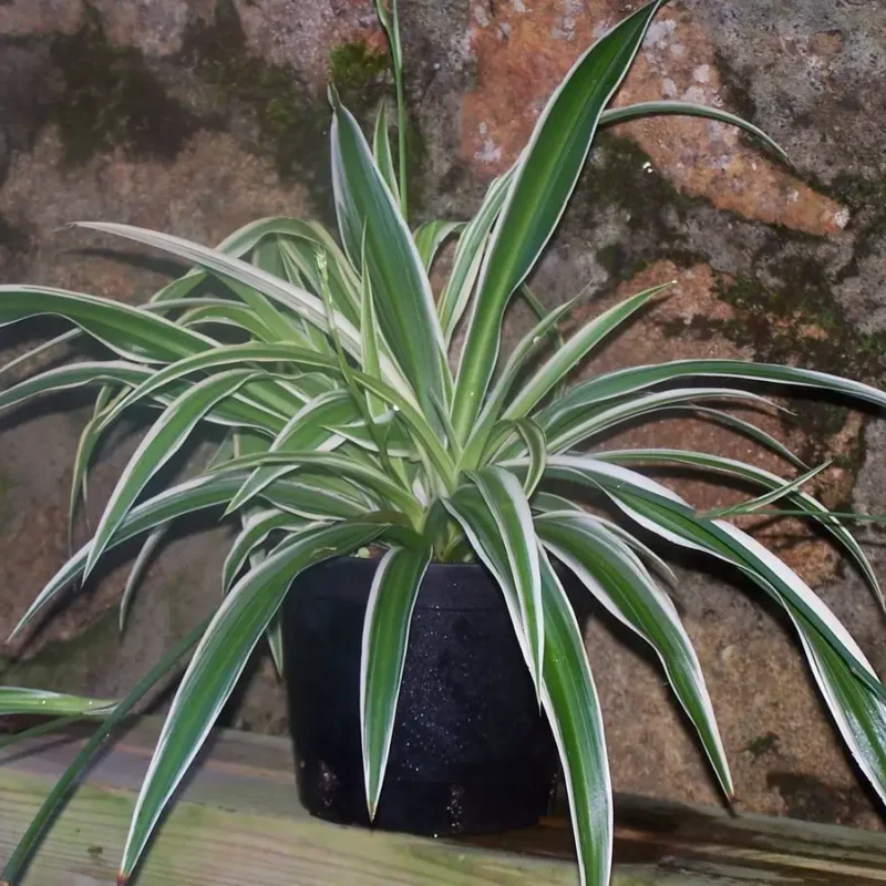 Chlorophytum comosum &lsquo;Variegatum&rsquo; – Phalangère