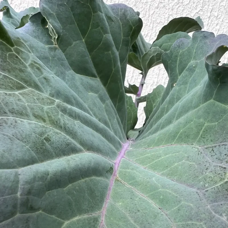 Chou Daubenton – chou perpétuel