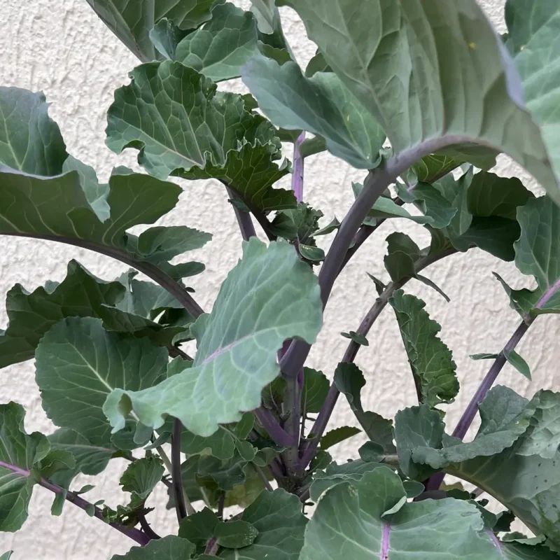 Chou Daubenton – chou perpétuel