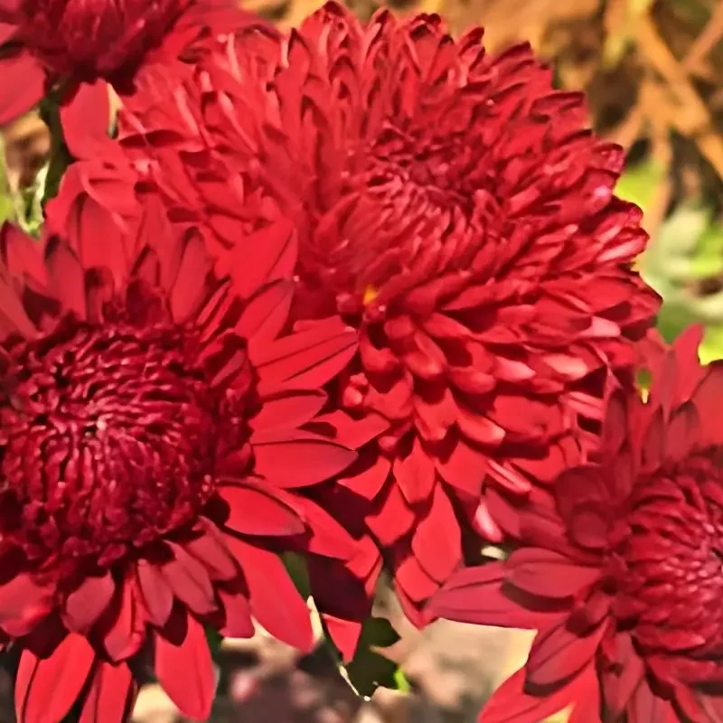 Chrysanthème &lsquo;Rehauge&rsquo;