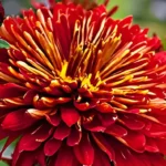 Chrysanthème &lsquo;Brennpunkt&rsquo;