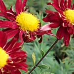 Chrysanthème &lsquo;Ceddie Mason&rsquo;