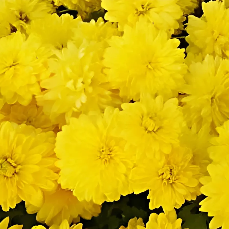 Chrysanthème &lsquo;Citronella&rsquo;
