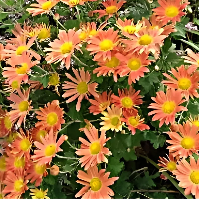 Chrysanthème &lsquo;Cottage Apricot&rsquo;