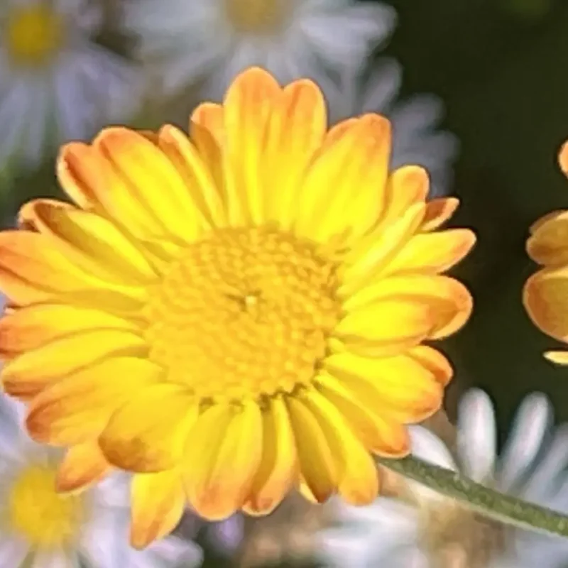 Chrysanthème &lsquo;Dernier Soleil&rsquo;