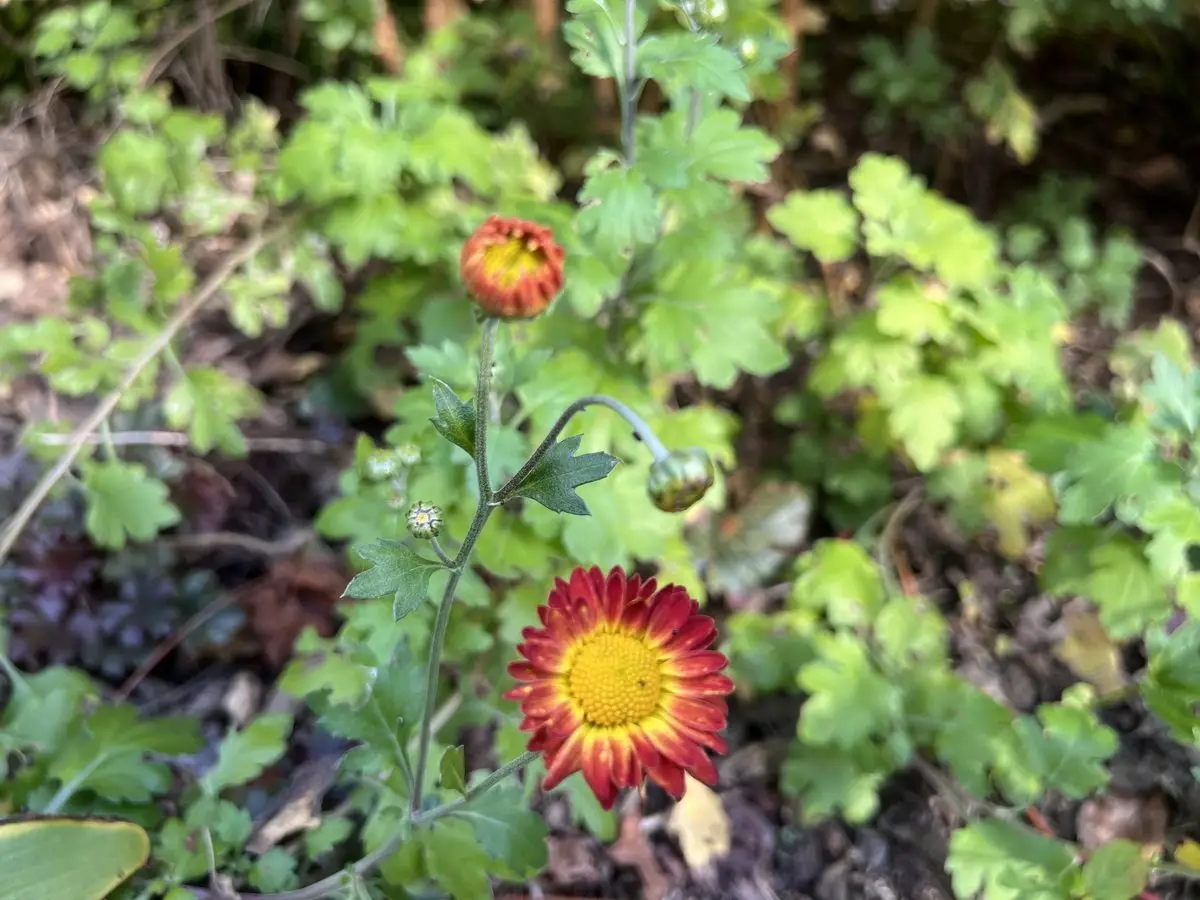 Chrysanthemum 'Dernier Soleil'