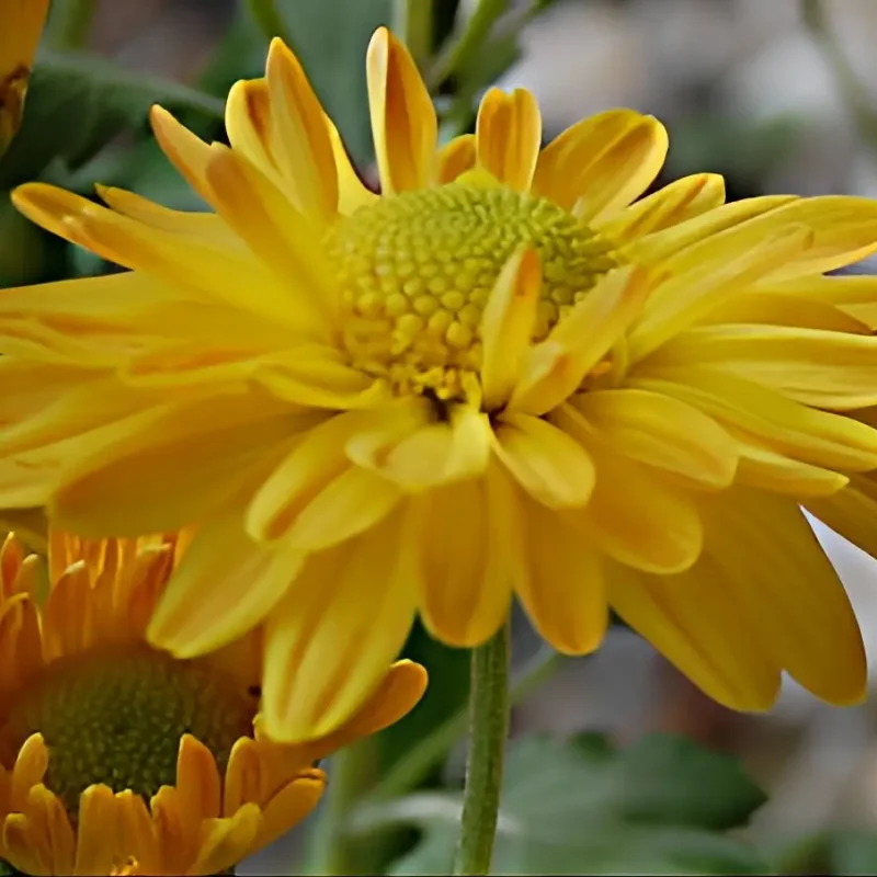 Chrysanthème &lsquo;Gold Marianne&rsquo;