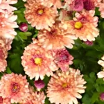 Chrysanthème &lsquo;Herbstbrokat&rsquo;
