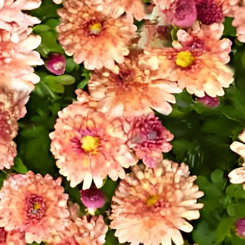 Chrysanthème &lsquo;Herbstbrokat&rsquo;