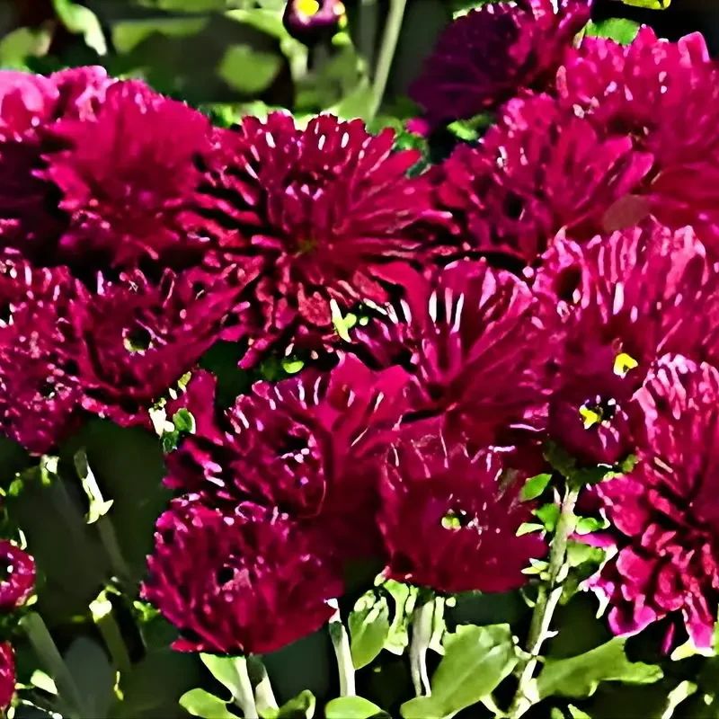 Chrysanthème &lsquo;Herbstrubin&rsquo;