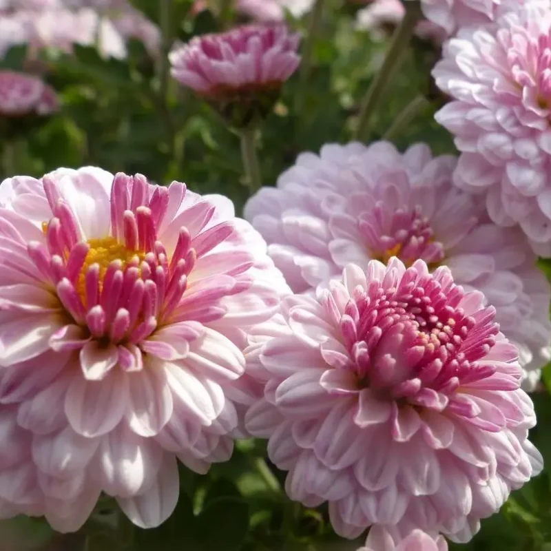 Chrysanthème &lsquo;Julia&rsquo;