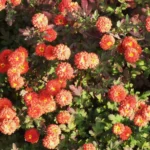 Chrysanthème &lsquo;Julie Lagravère&rsquo;
