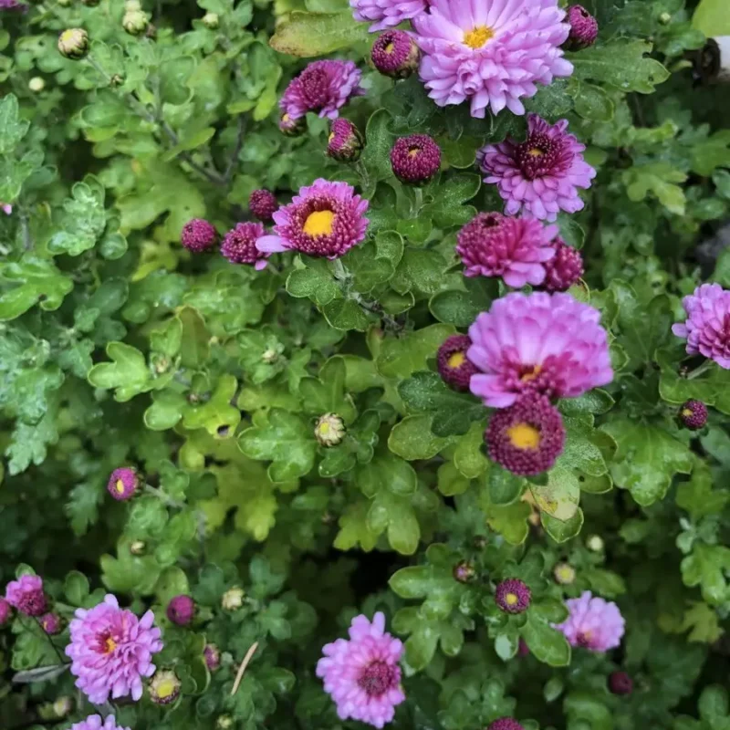 Chrysanthème &lsquo;Mei Kyo&rsquo;