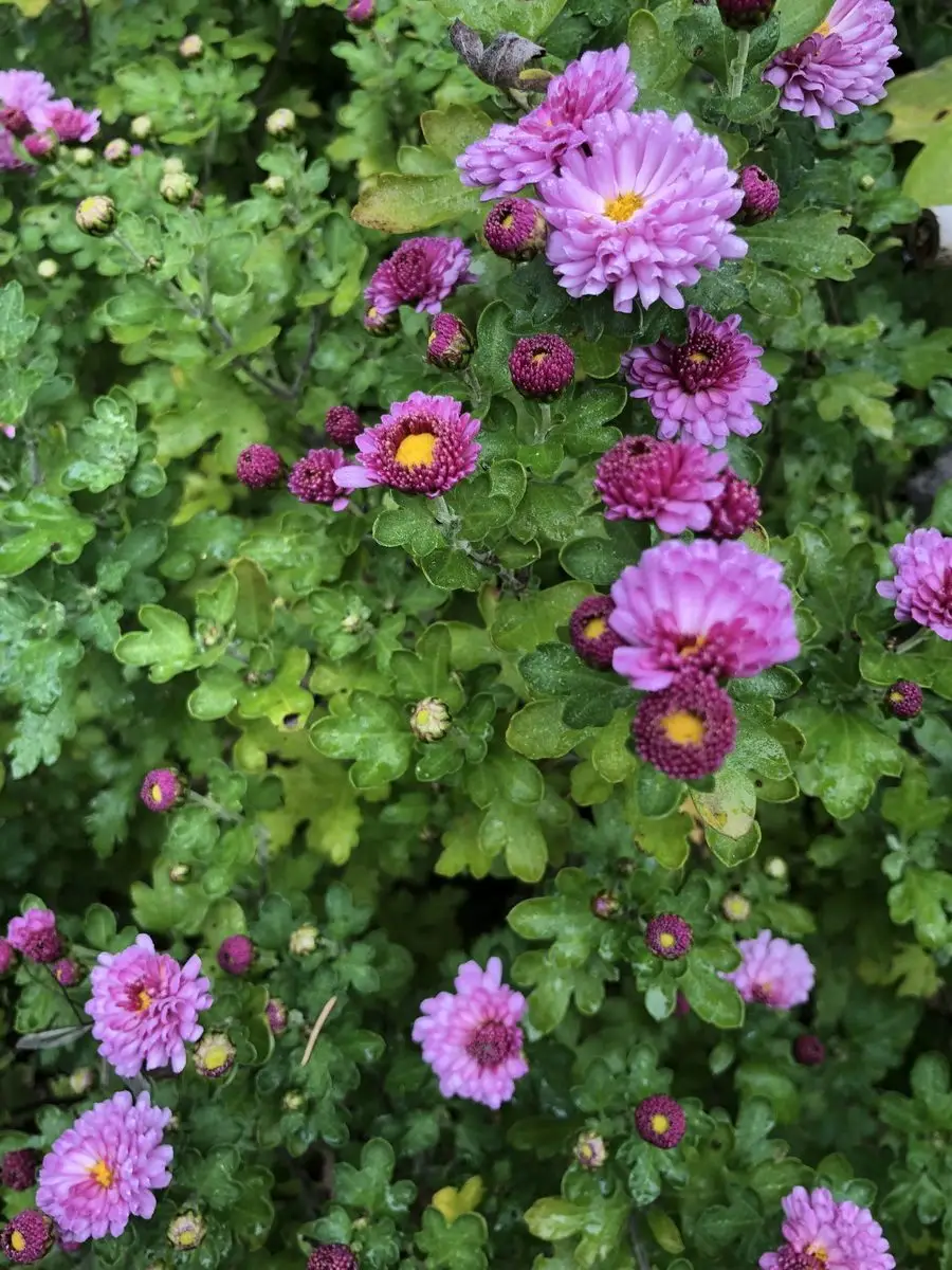 Chrysanthemum 'Mei Kyo'