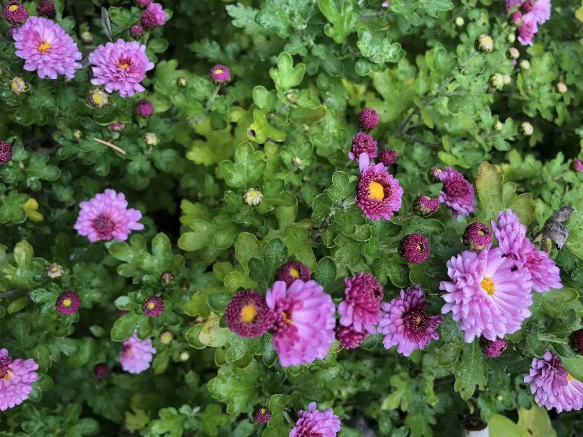 Chrysanthemum 'Mei Kyo' dans le potager perpétuel