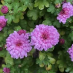 Chrysanthème &lsquo;Mei Kyo&rsquo;