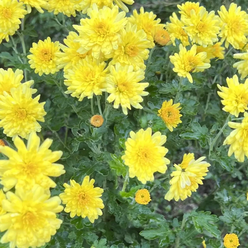 Chrysanthème &lsquo;Nantyderry Sunshine&rsquo;