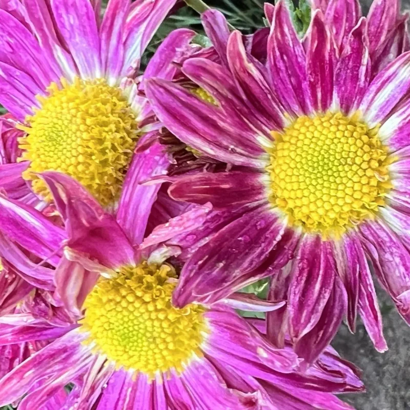 Chrysanthème &lsquo;Oury&rsquo;