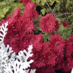 Chrysanthemum 'Red Velvet'
