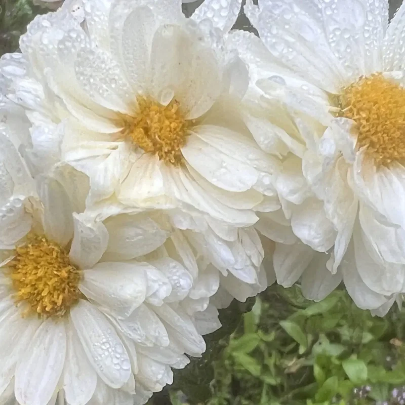 Chrysanthème &lsquo;Poésie&rsquo;