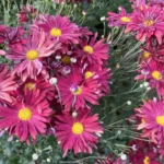 Chrysanthème &lsquo;Duchess of Edinburgh&rsquo;