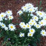 Chrysanthemum x superbum 'White Knight'