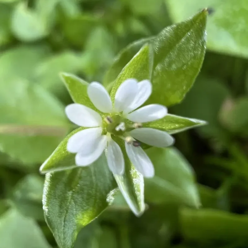Claytonia perfoliata – Claytone de Cuba